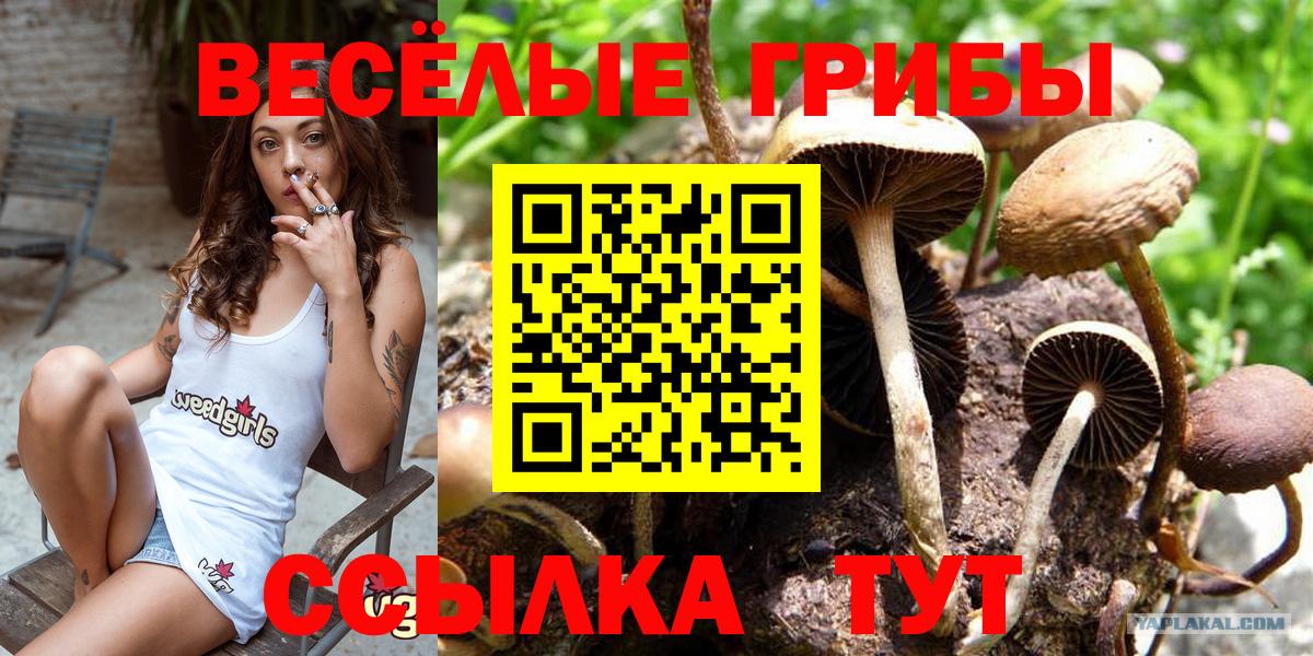 Минусинск  Галлюциногенные грибы прущие грибы  Вход с VPN 
