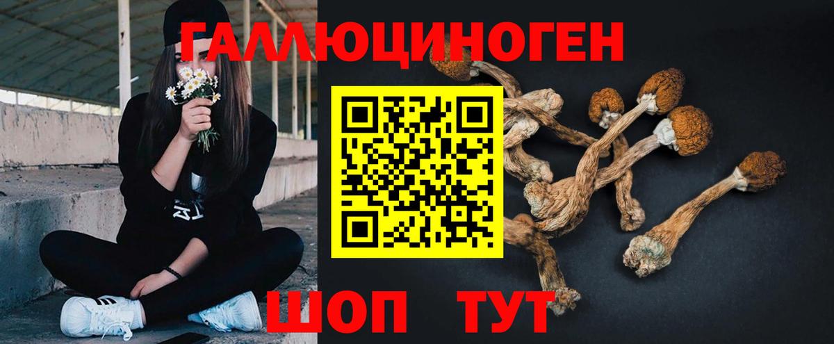 Псилоцибиновые грибы Psilocybe Минусинск